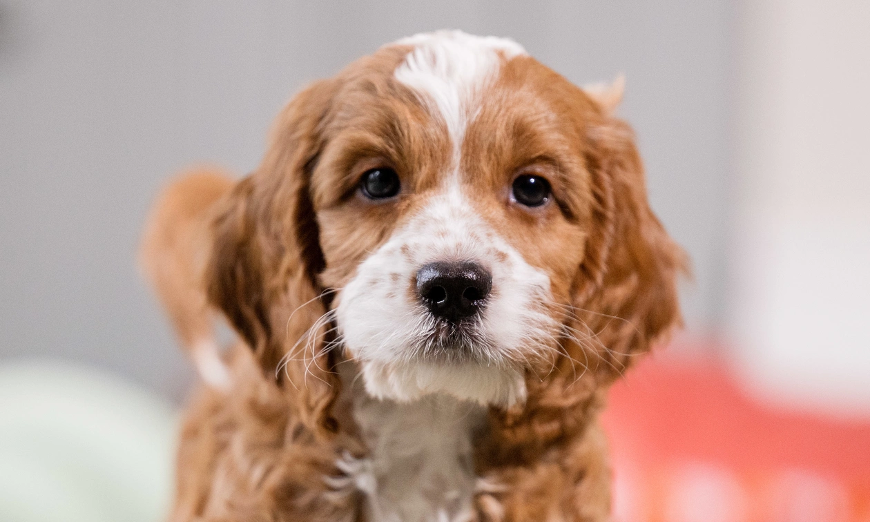 Close up head shot of Dobby, a brown and white cocker spaniel puppy