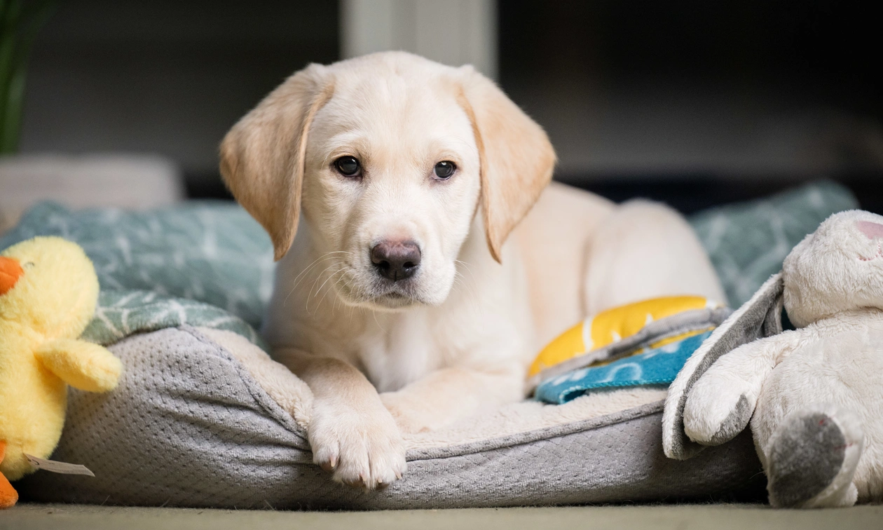 Yellow labrador Percy laying calmly in a dog bed, with cuddly toys either side.