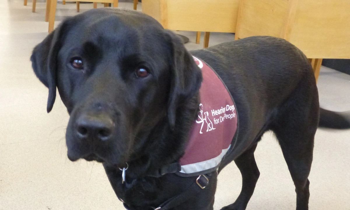 A black labrador standing wearing his hearing dogs jacket