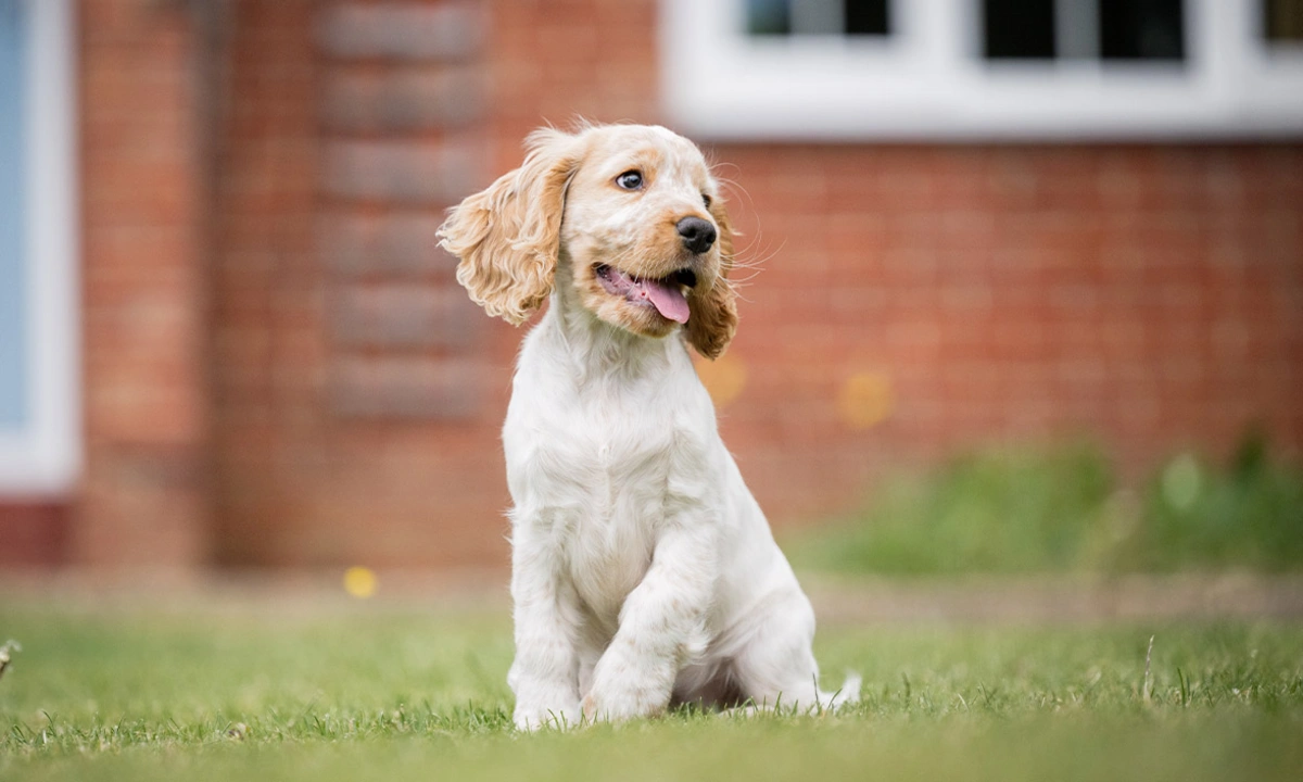Orange roan spaniel puppy sitting on grass