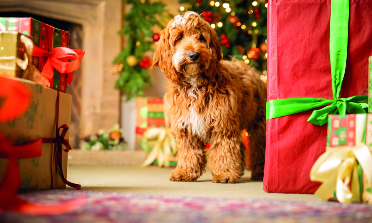 Hearing Dogs at Christmas dog amongst presents