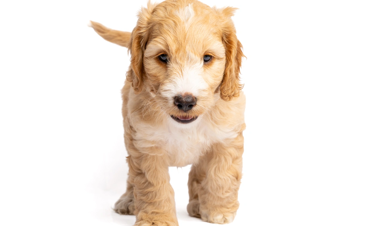 cockerpoo puppy