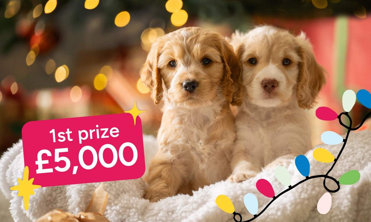 Two cute puppies sitting on a fluffy white blanket. Christmas lights are in the background and foreground. text reads 1st Prize £5,000