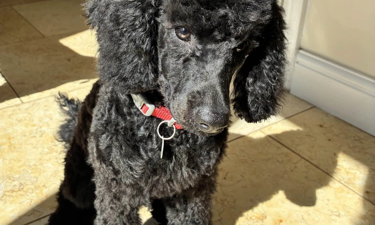Black Miniature poodle puppy