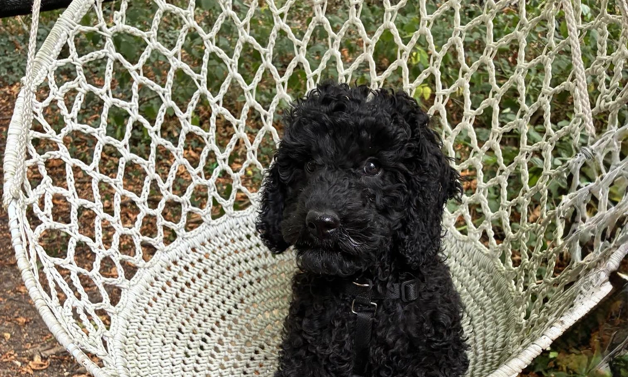 Black Miniature poodle puppy