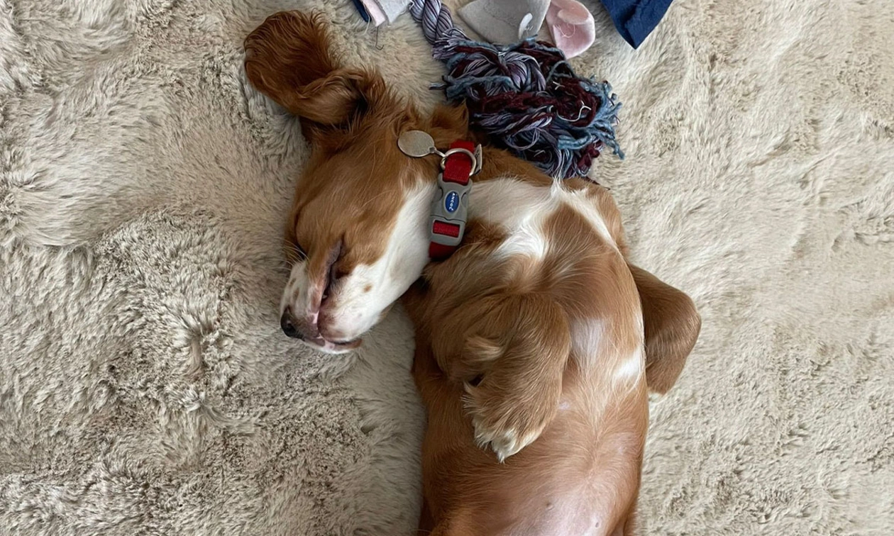 Golden and white spaniel sleeping on back