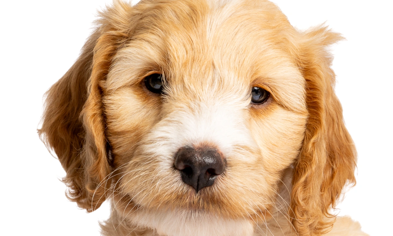 Cockerpoo puppy