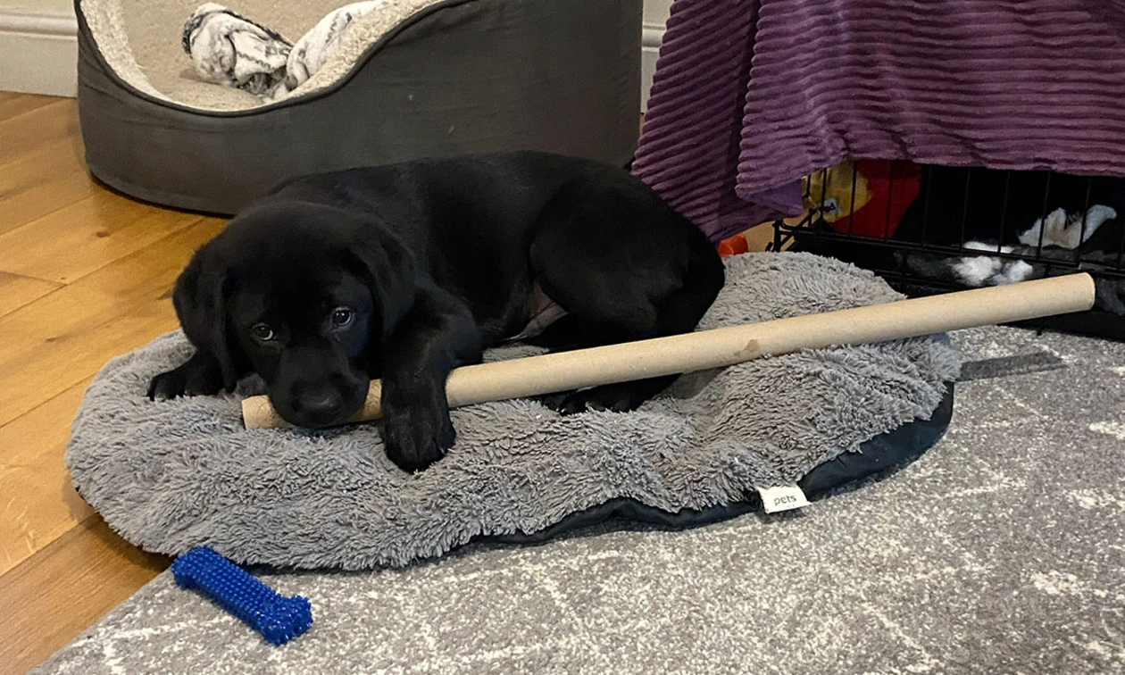 Black Labrador puppy with cardboard roll