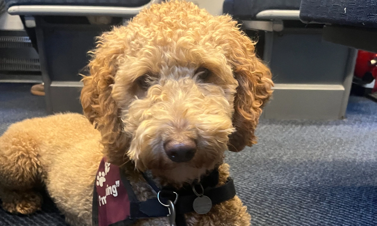 Red Miniature Poodle puppy settling on train