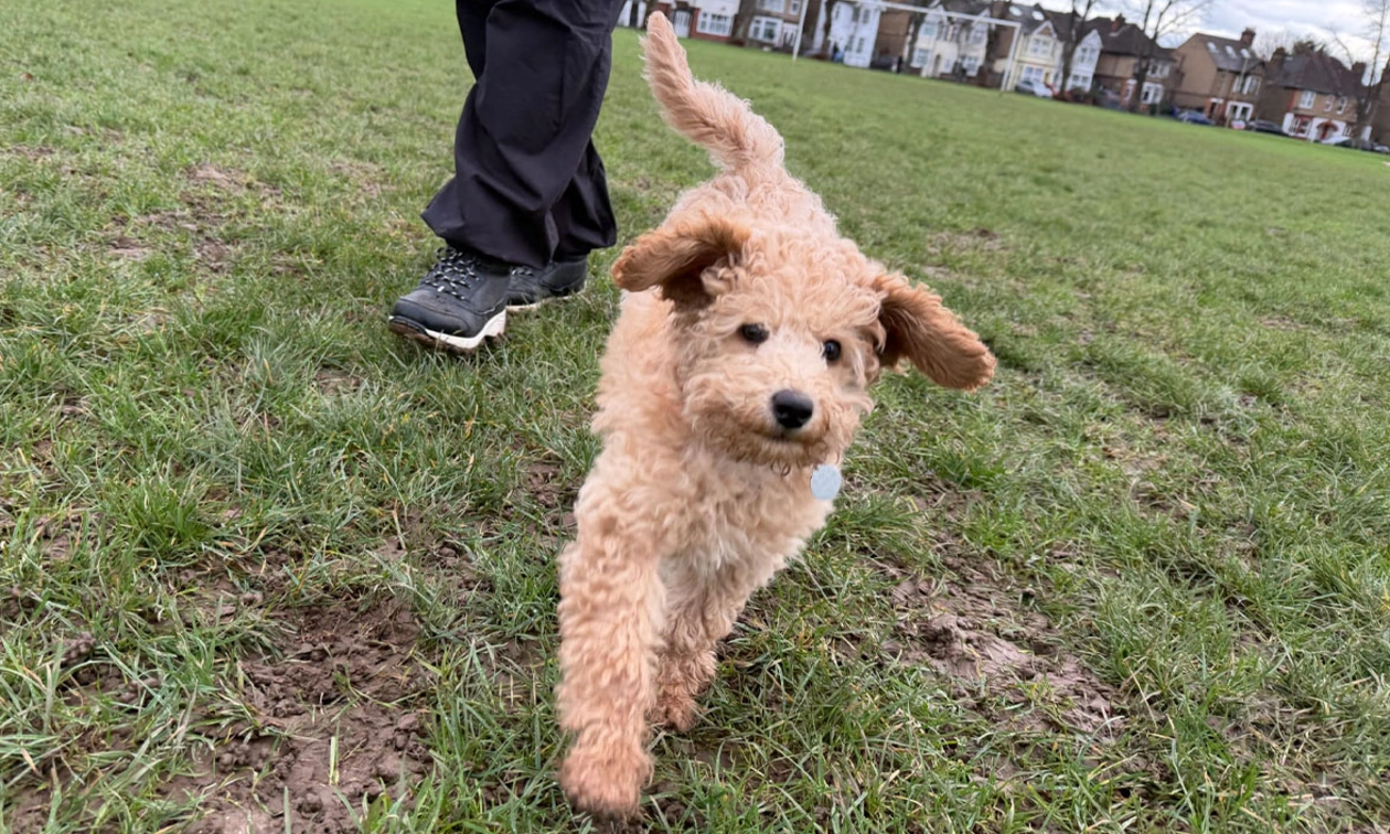 Red Miniature Poodle puppy running through grass