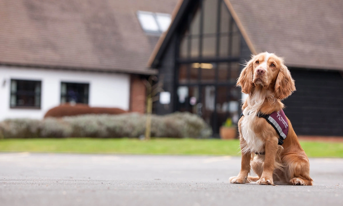 An adult Spaniel wearing the burgundy Hearing Dogs jacket sat outside the Grange restaurant