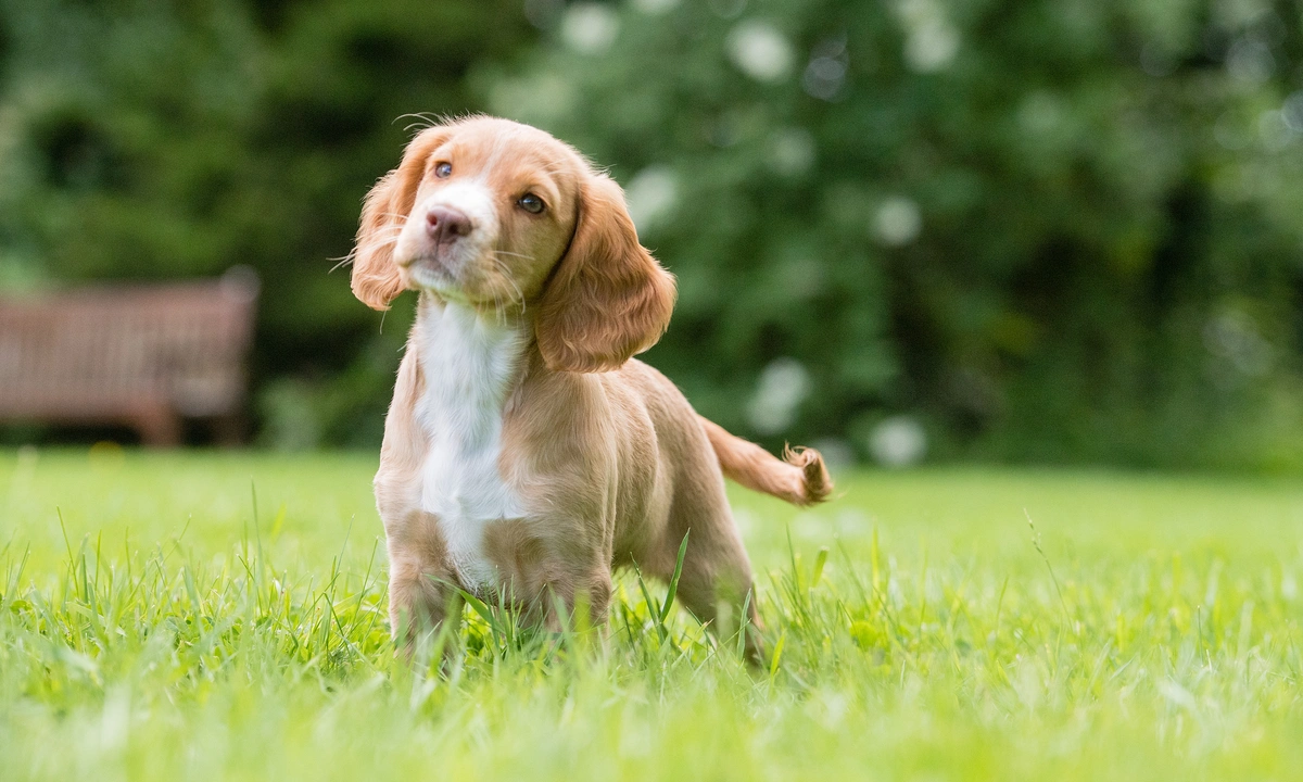 Golden spaniel standing in grass