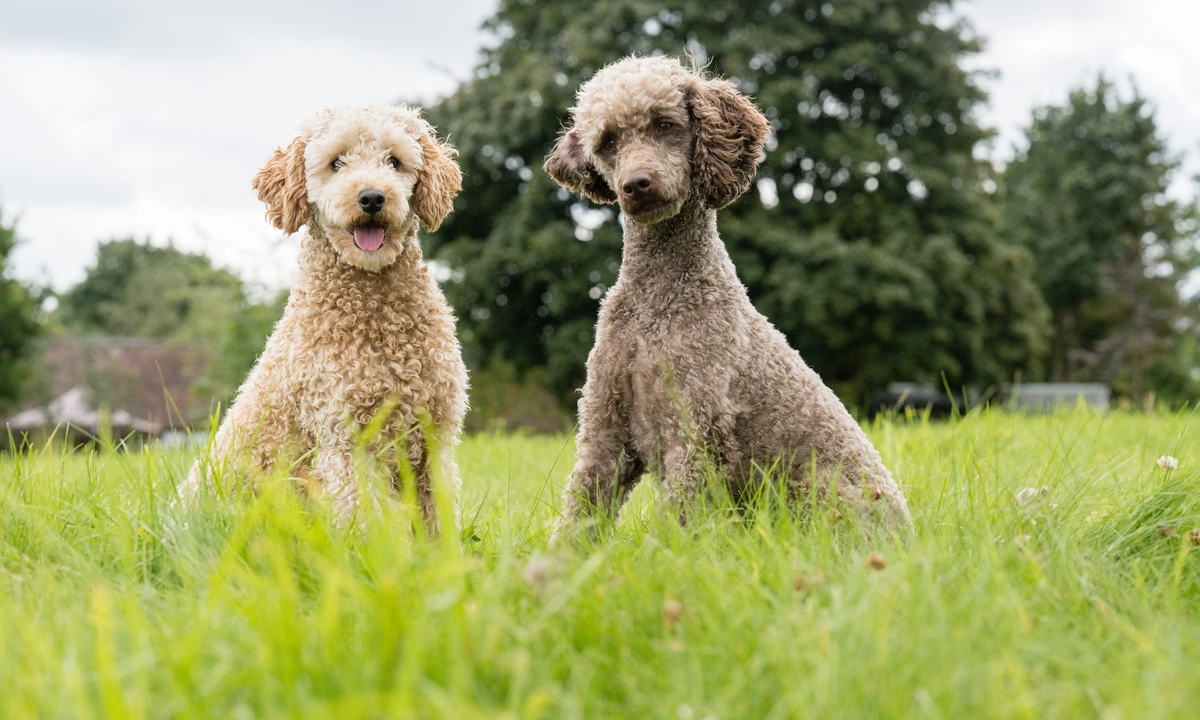 Two poodles one light brown the other grey brown sat together on some grass, the light brown poodle looks happy and the grey brown poodle looks thoughtful