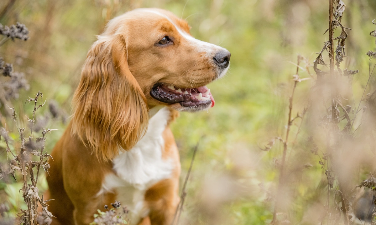Headshot of a brown and white Spaniel looking to the right outside