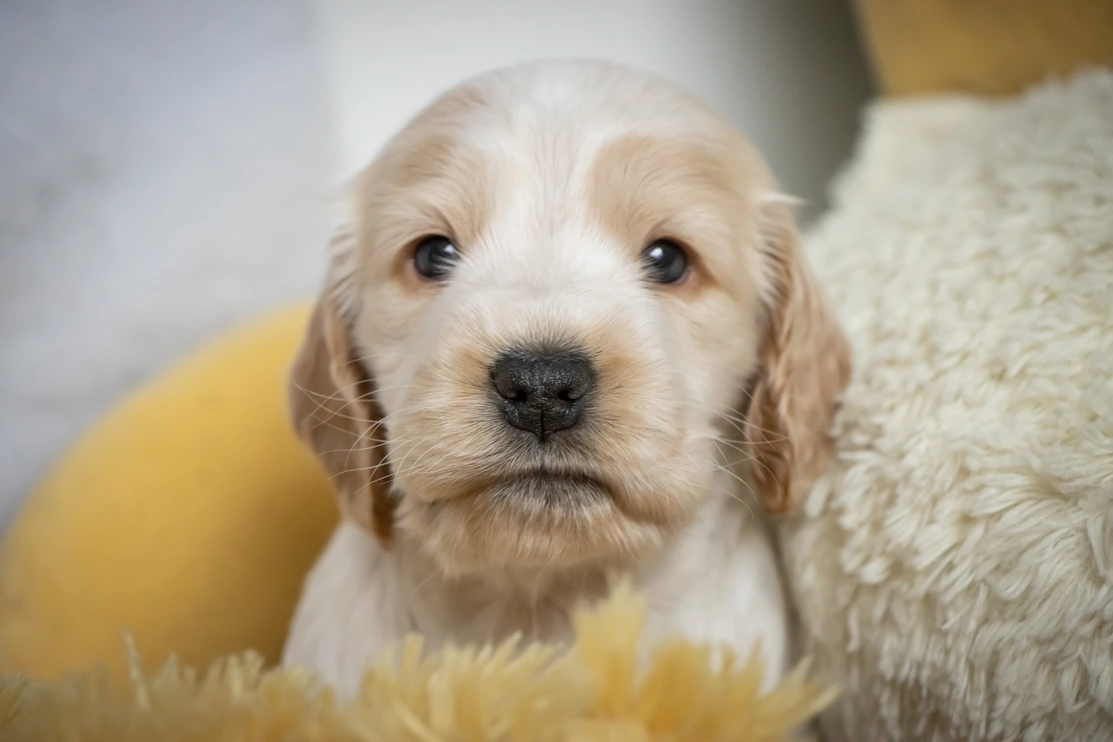 Small light coloured Spaniel puppy headshot surrounding by yellow knitted blanket