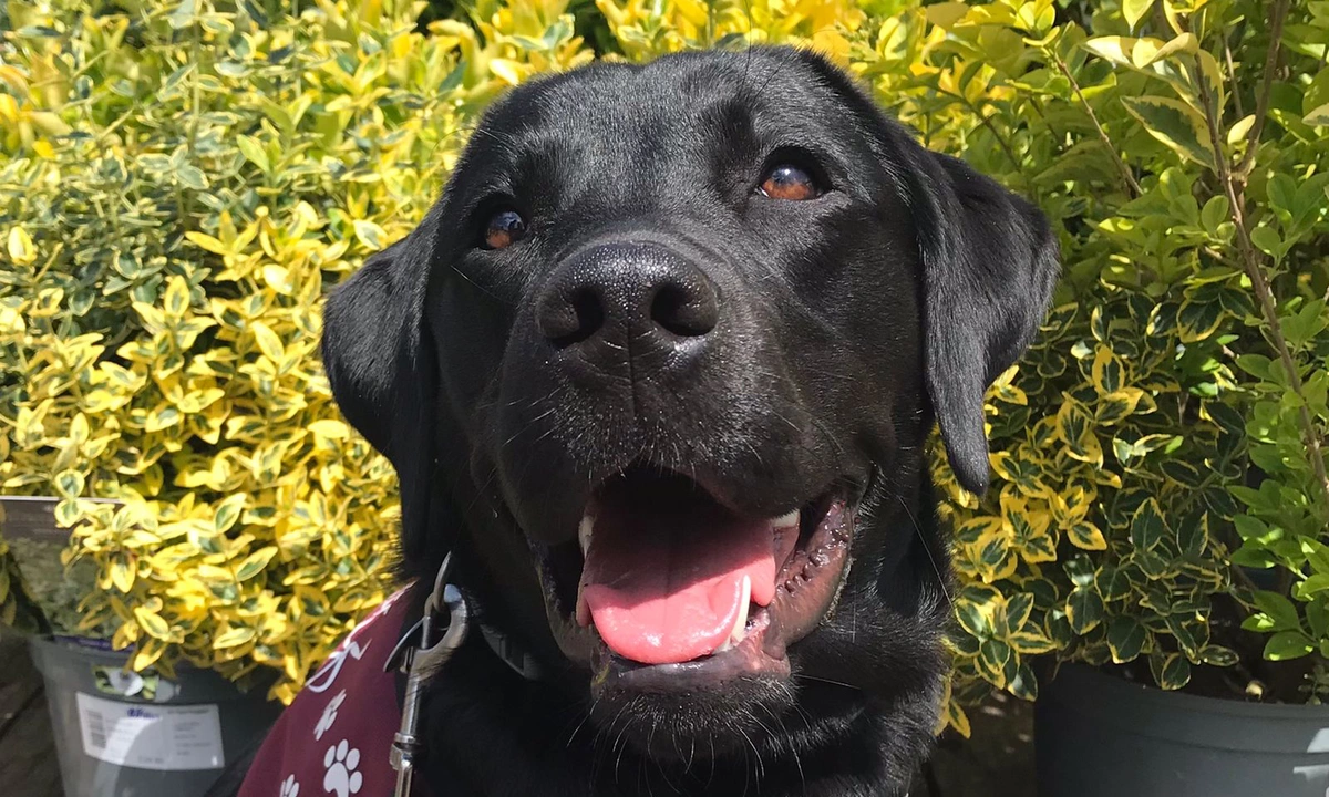 Headshot of a smiling black labrador at a garden centre in the sunshine with green shrubs behind her