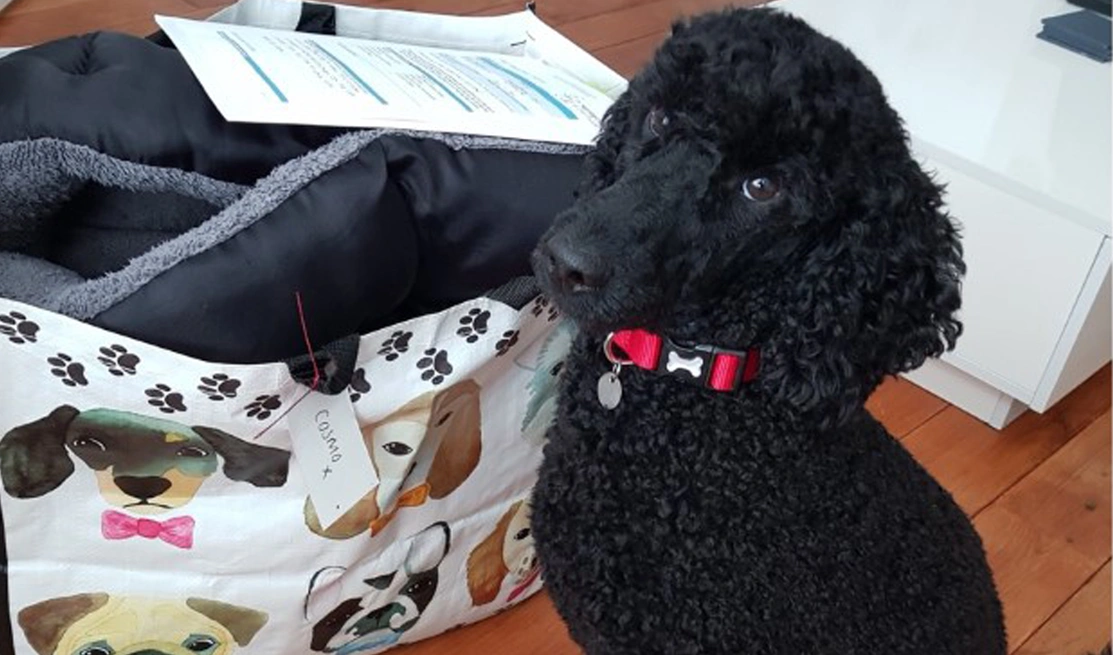 A bright-eyed black poodle with a red collar, looking up at the camera with a bag and a document on top of the bag next to it