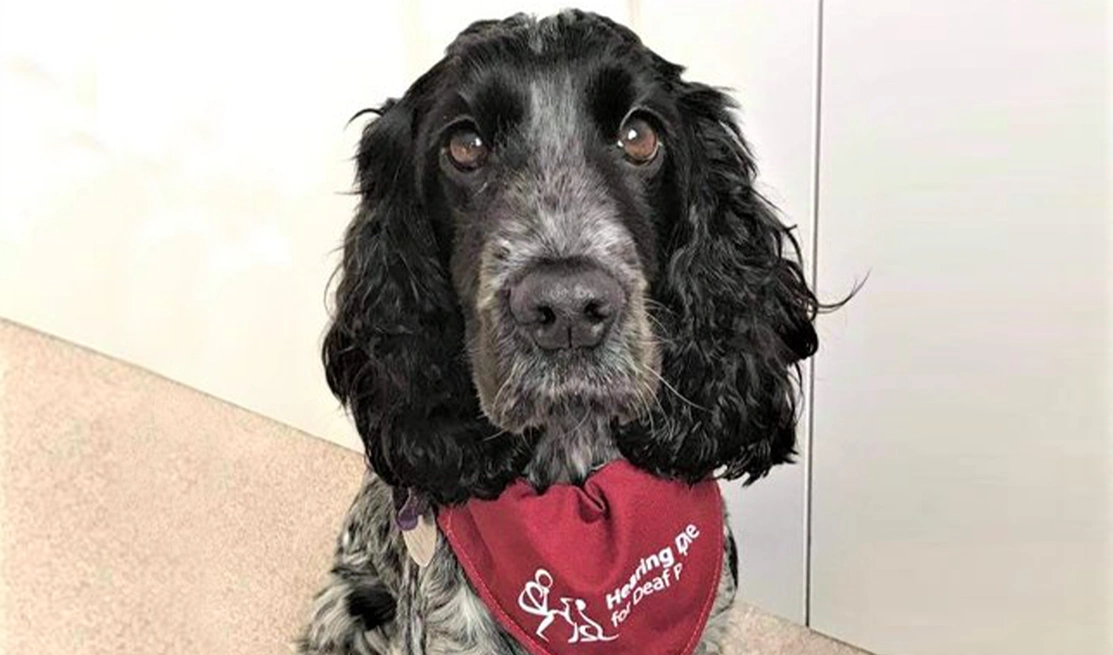 A black and white Spaniel wearing a Hearing Dogs bandana sat in on pink carpet with white walls behind it
