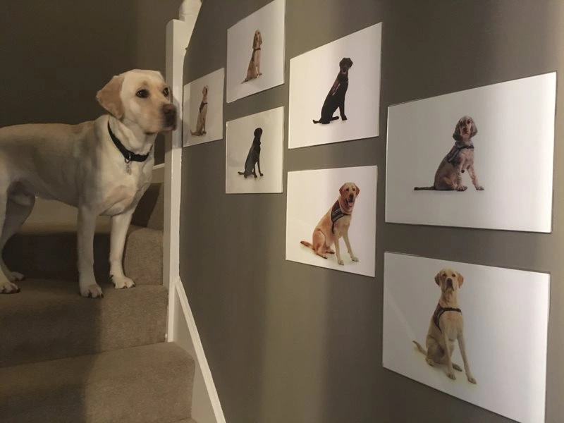 Golden labrador looking at pictures of hearing dogs on the wall