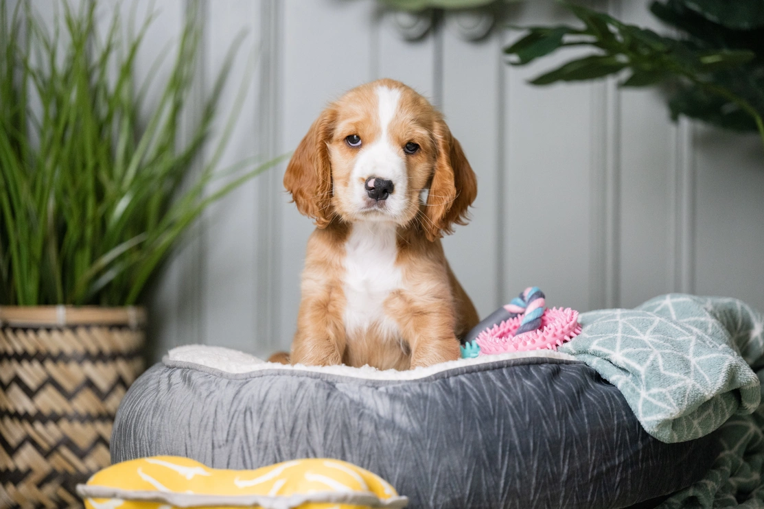 Golden spaniel puppy sitting in dog bed with a light green blanket