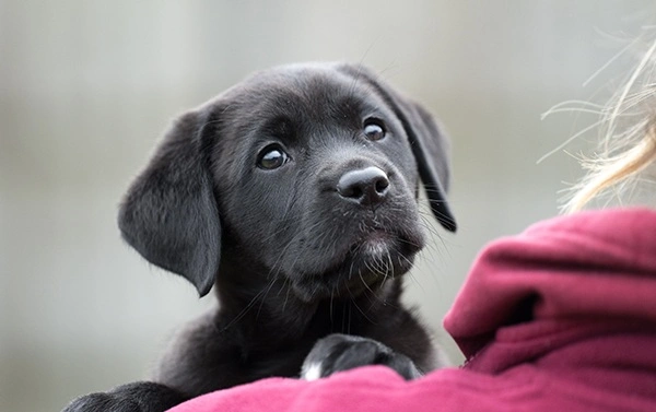 Black labrador puppy over a womans shoulder in a burgundy hoodie