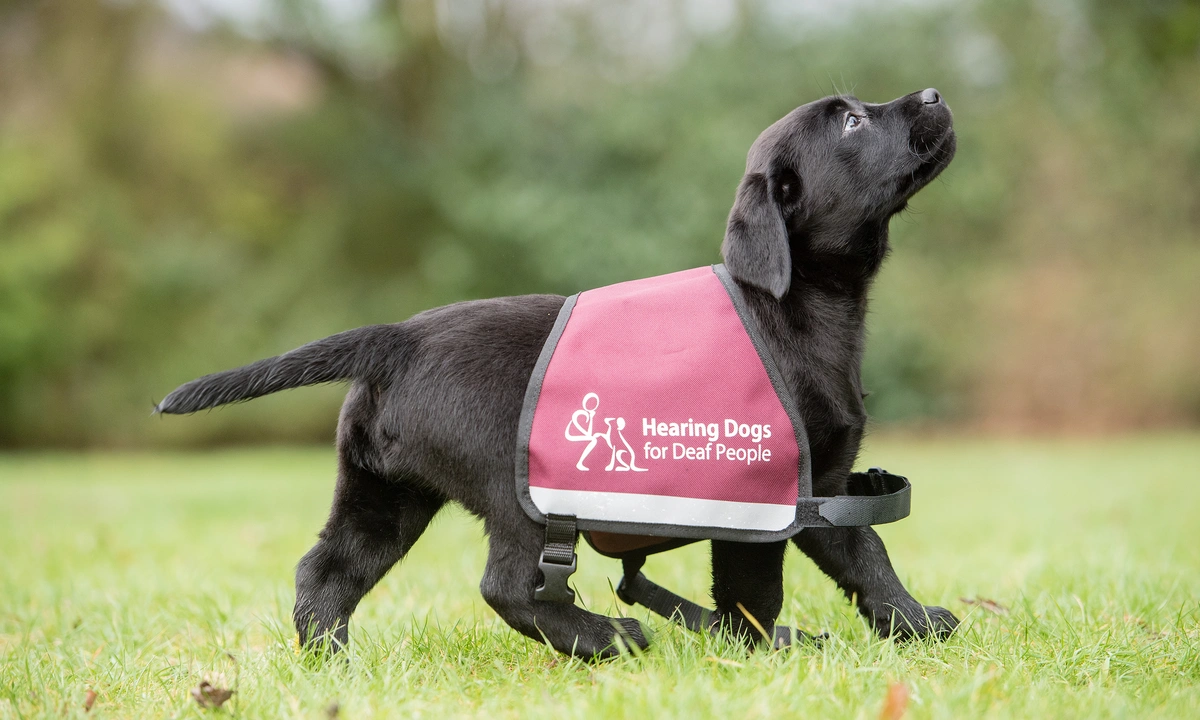 A picture of a labrador hearing dog puppy