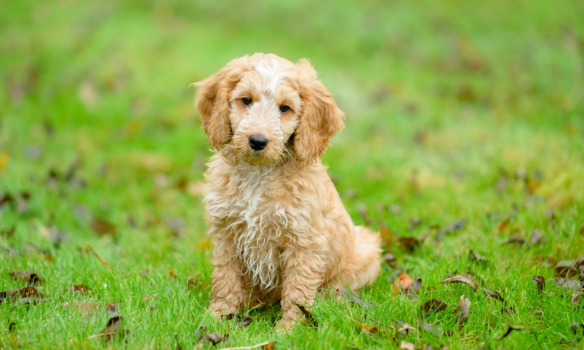 Light sand coloured cockapoo puppy sat in grass surrounded by autumn leaves