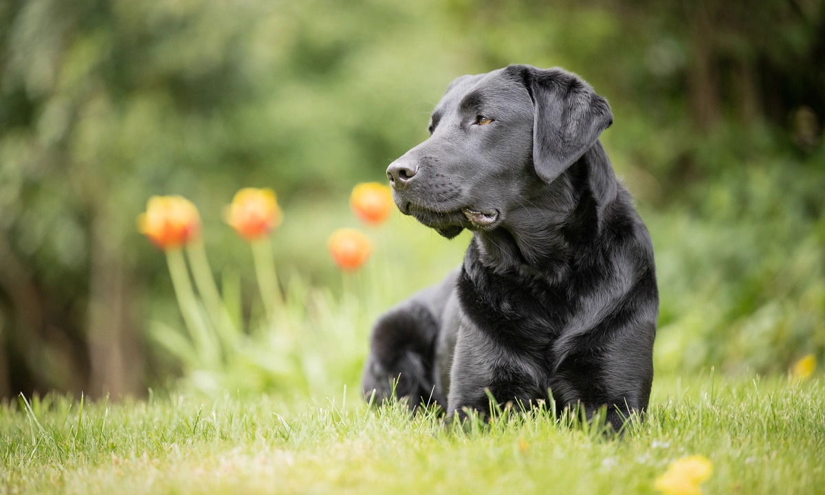 Black Labrador sat on grass with red tulips in the background looking to the left with a thoughtful expression