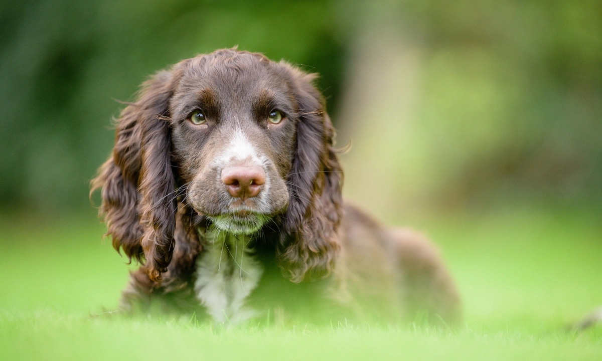 A brown Spaniel puppy sat in grass