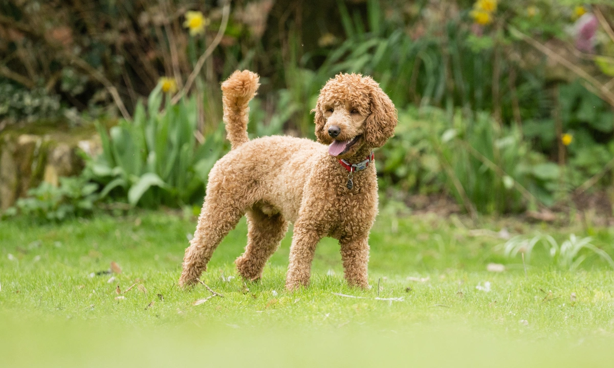 A happy looking brown poodle stood alertly outside in a large garden