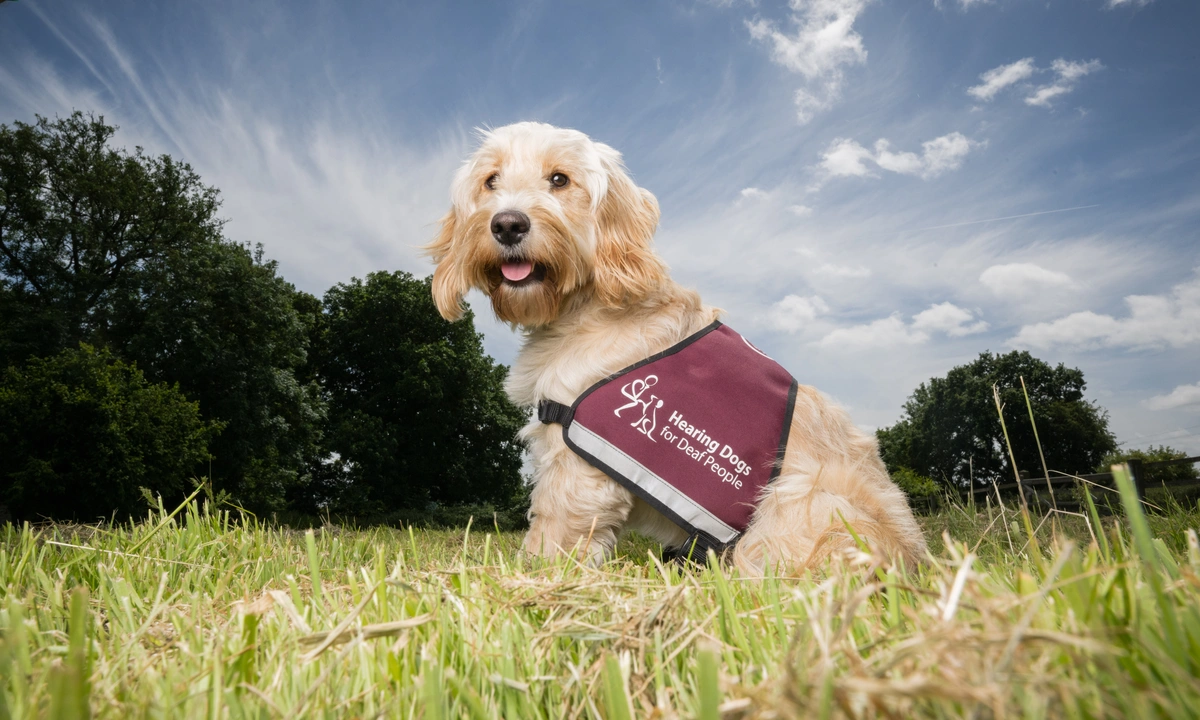 A shaggy, happy looking cockapoo sat in a field on a sunny day wearing a fully qualified hearing dogs jacket