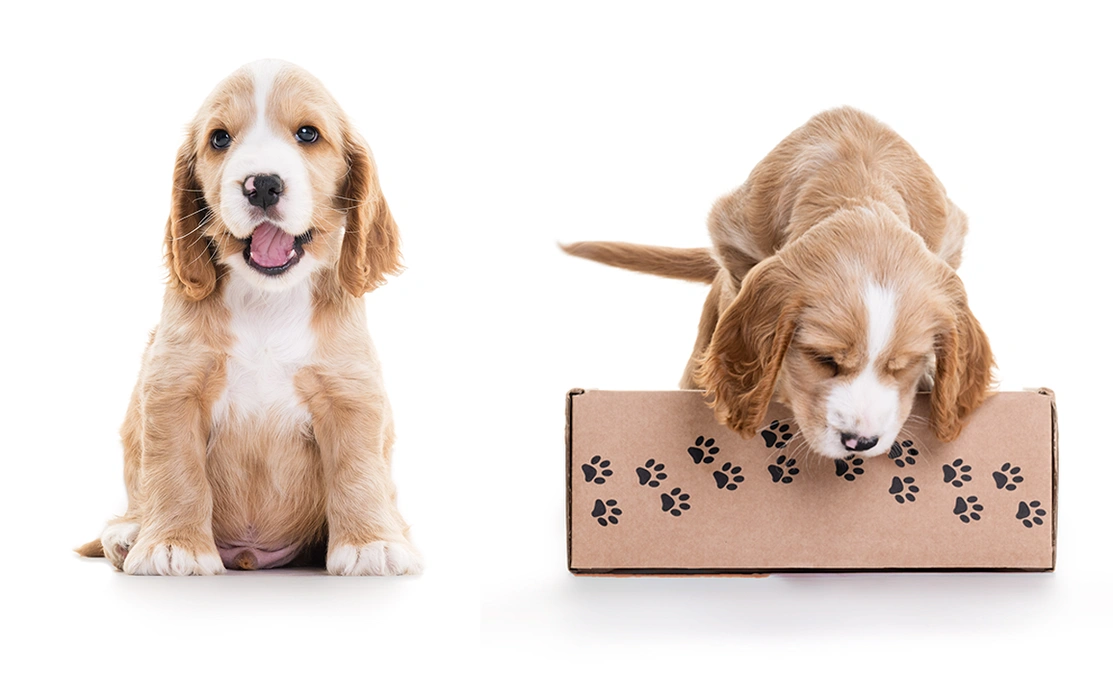Golden spaniel sitting and smiling at the camera with a white background