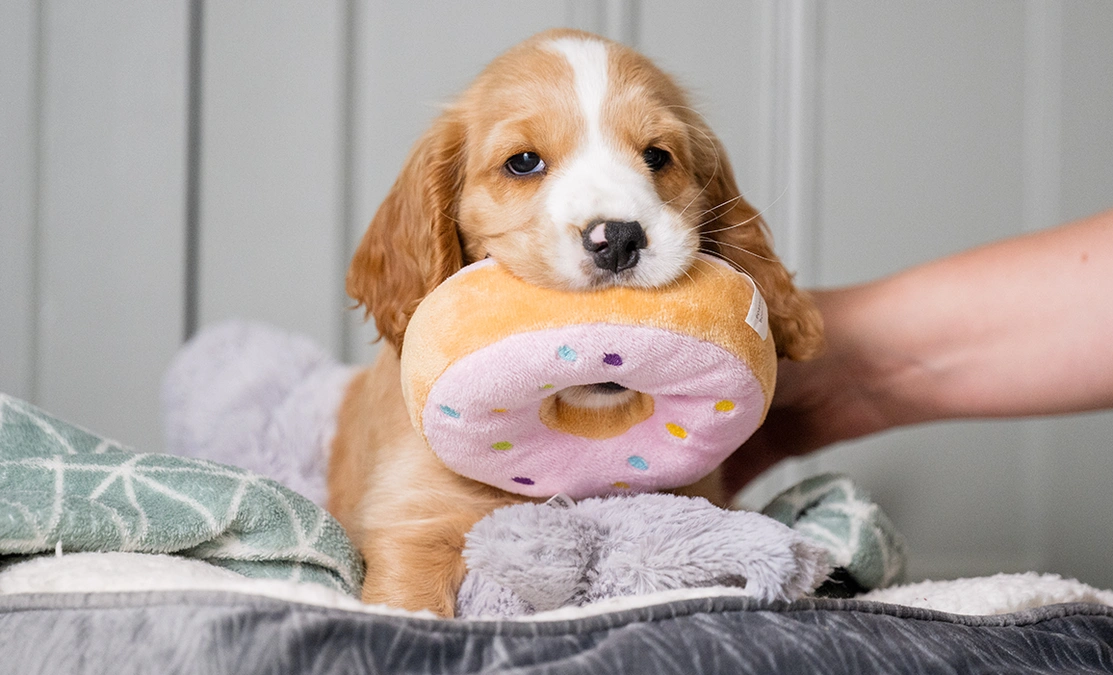 Golden spaniel puppy with a donut soft dog toy in his mouth