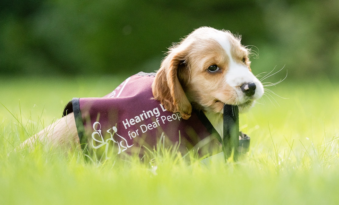 Golden spaniel in oversized hearing dogs jacket lying in the grass