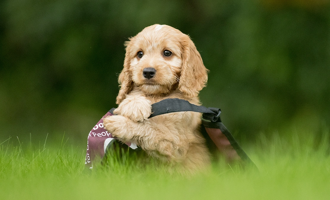 A cute pup with a hearing dogs jacket that is still too big