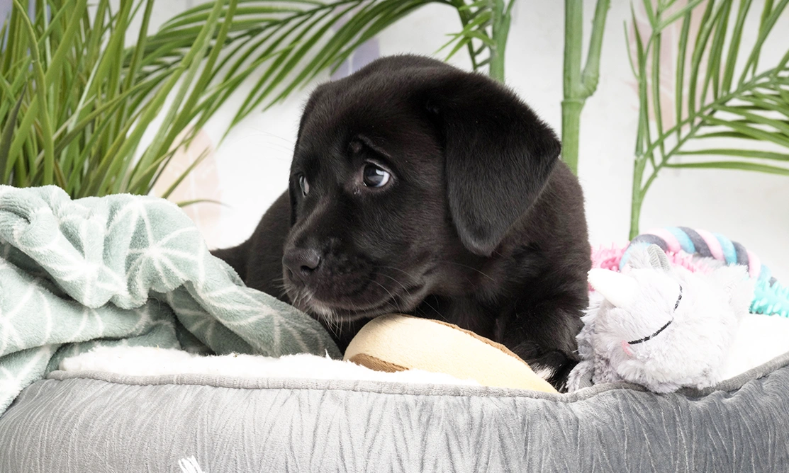 Black labrador puppy in a grey dog bed with fluffy blankets