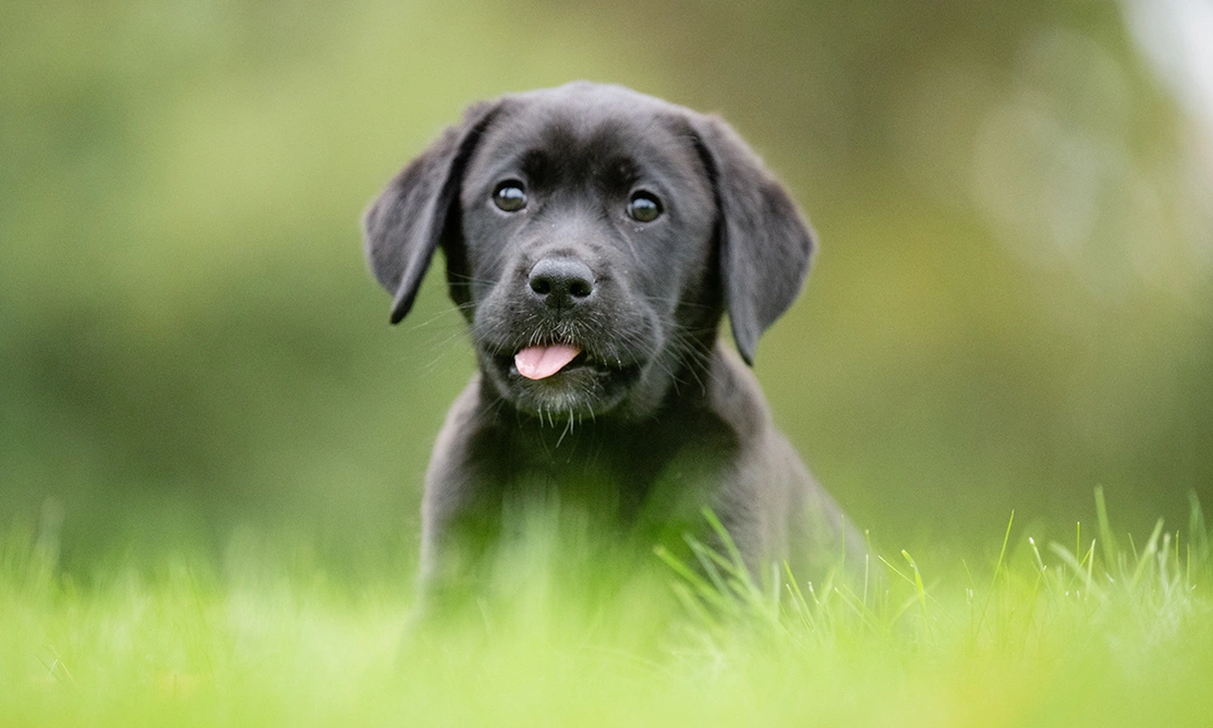 Black labrador puppy sticking out its tounge sitting in the grass