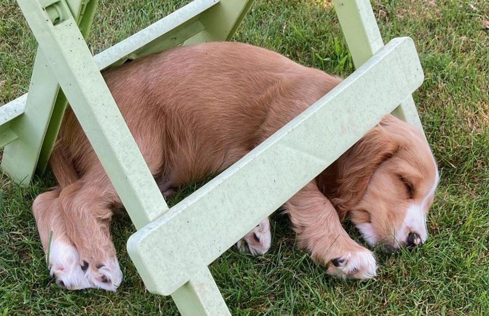 Spaniel puppy asleep  on the grass, under a light green garden table