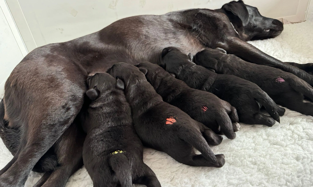 A black labrador is laying on its side while its litter of 5 chunky black puppies feed