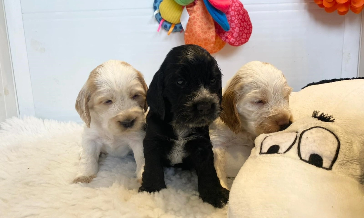 Three very young spaniel puppies stood very closely together on a fluffy run with a large cuddly toy next to them