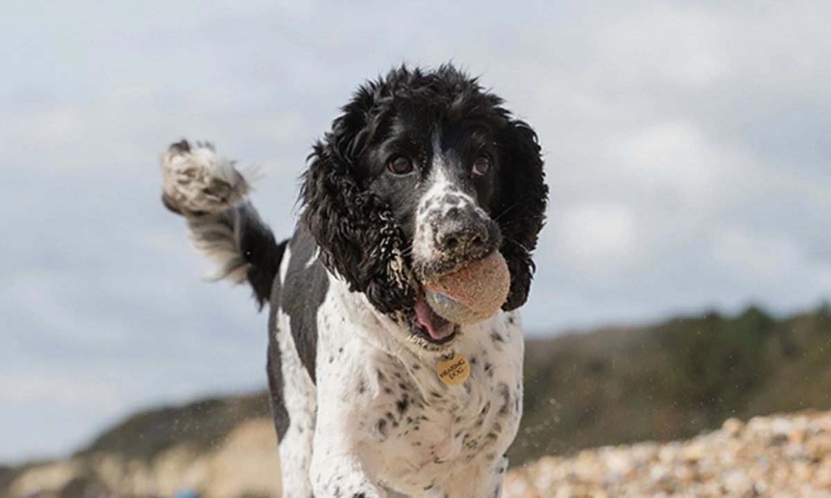 Black and white spaniel dog trotting on beach