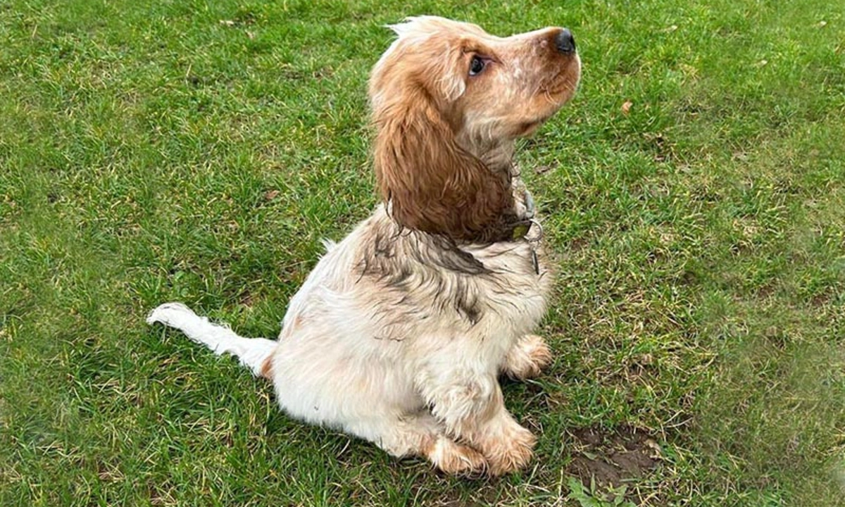 Golden spaniel dog