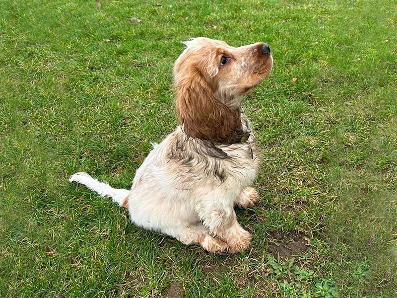 Golden spaniel dog