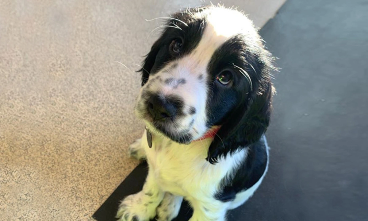 Black and white spaniel puppy