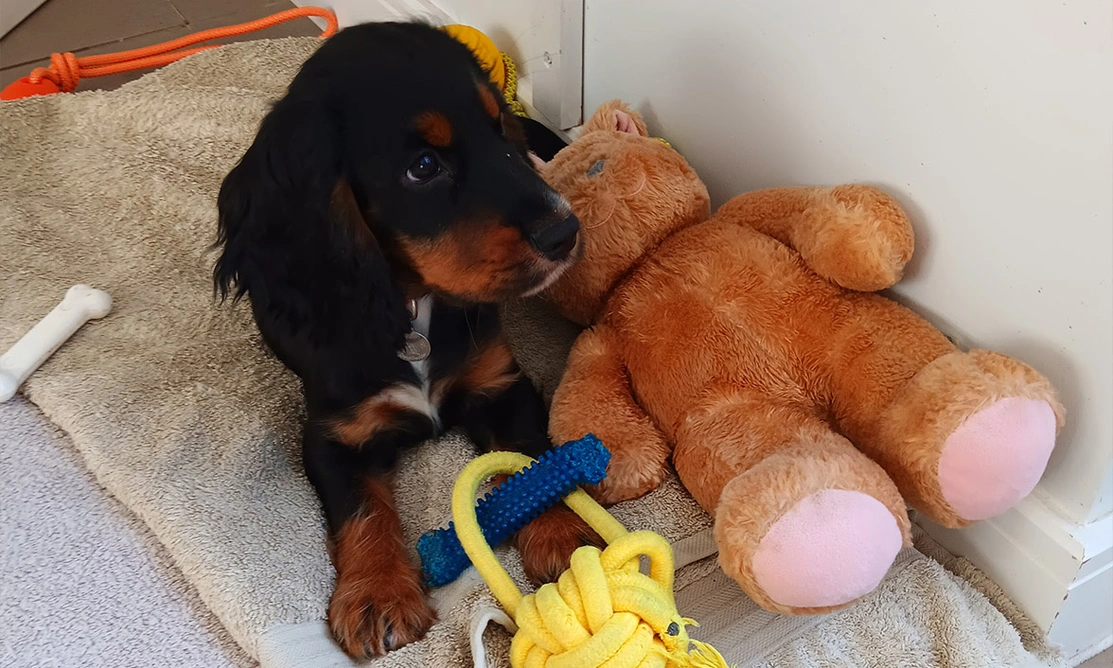 Brown and tan Spaniel laying in bed next to teddy bear