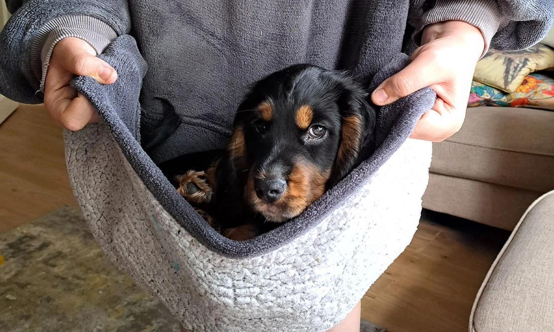 Black and tan spaniel sitting in hoodie