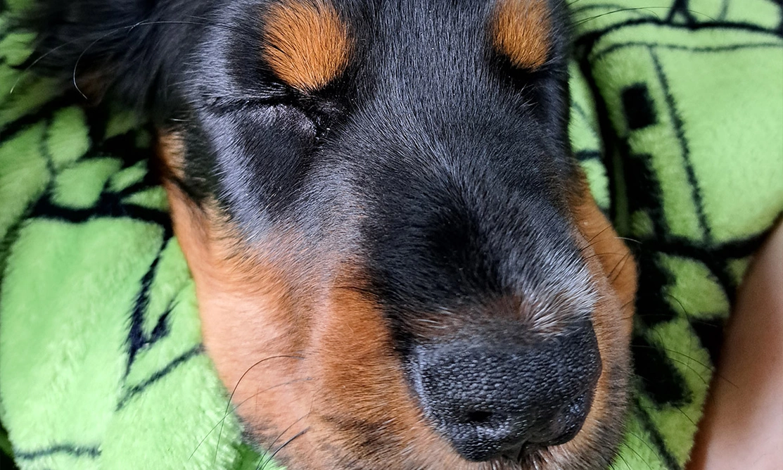Black and tan spaniel sleeping