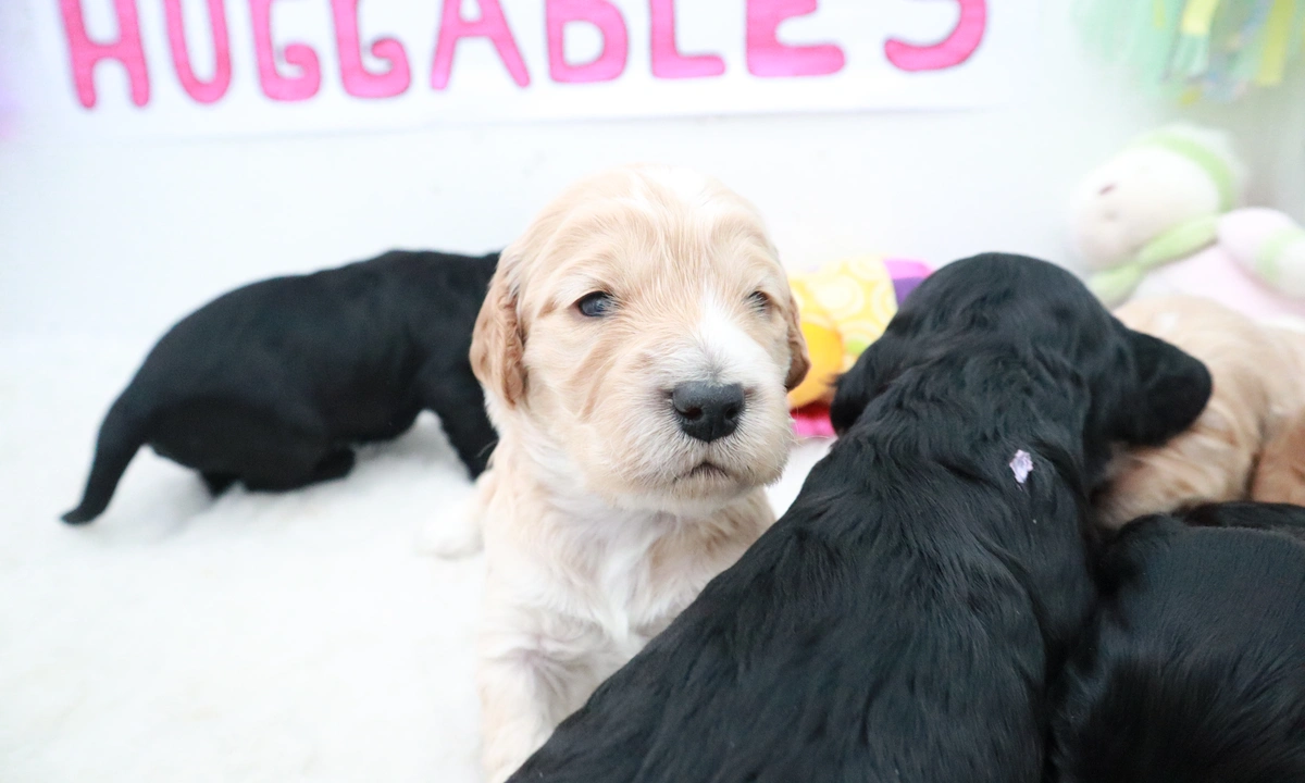 Four three week old Cockapoo puppies moving around in a puppy pen with the word huggables on a wall behind them