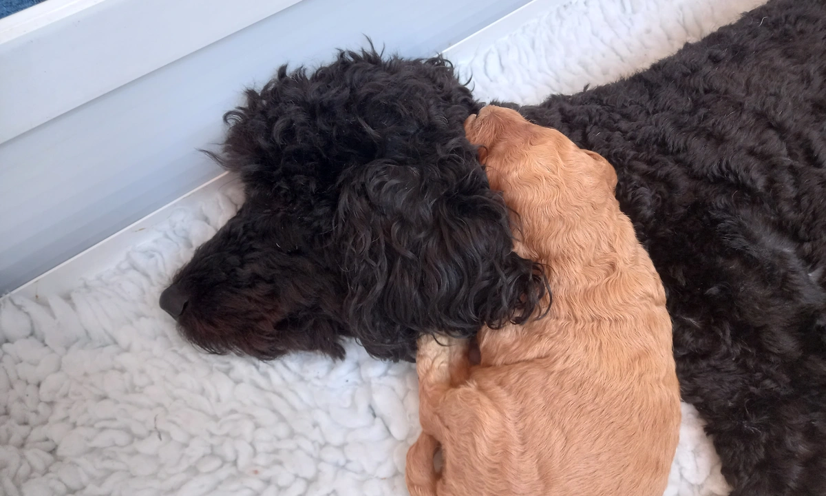 Poodle mum with one puppy curled around her neck