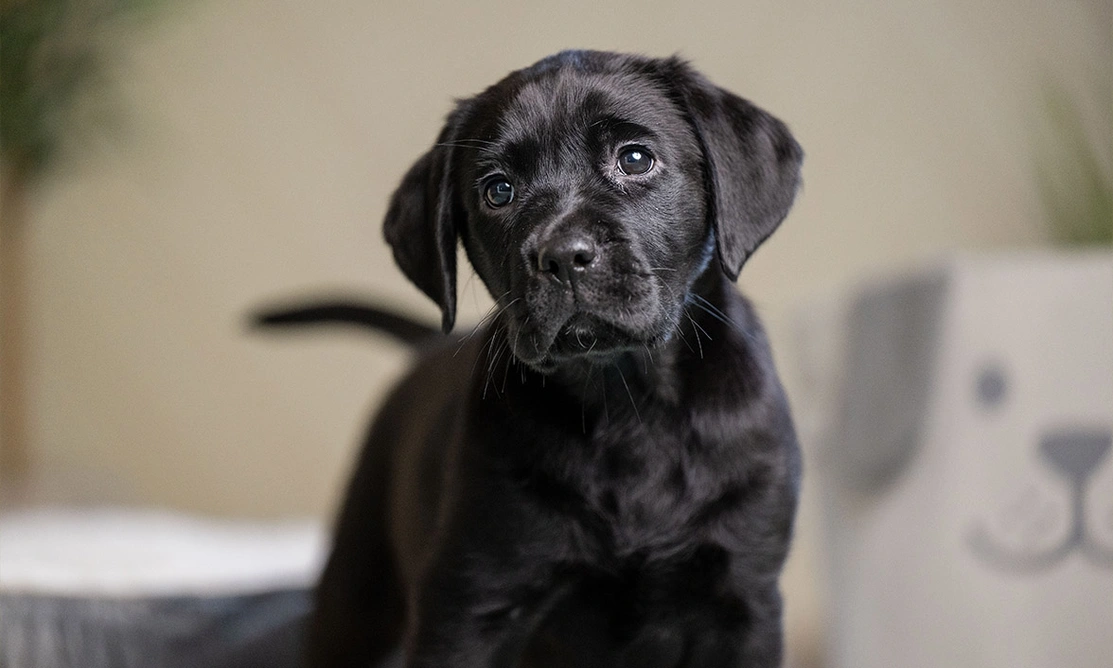 Blac Labrador puppy standing indoors looking thoughtful